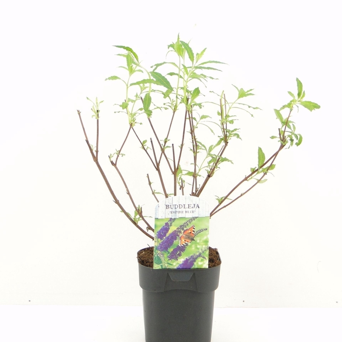 Buddleja Empire Blue