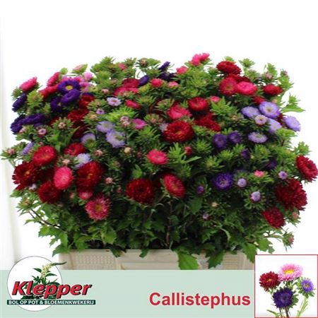 <h4>Callis Gem Per Bos</h4>