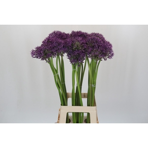 Allium Jackpot