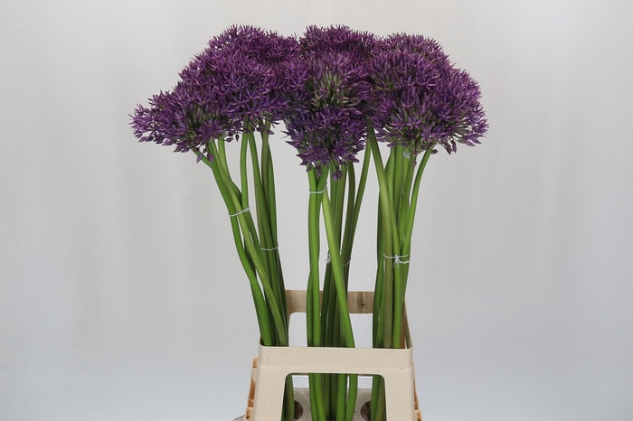 <h4>Allium Jackpot</h4>
