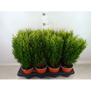 Chamaecyparis laws. 'Snow White'