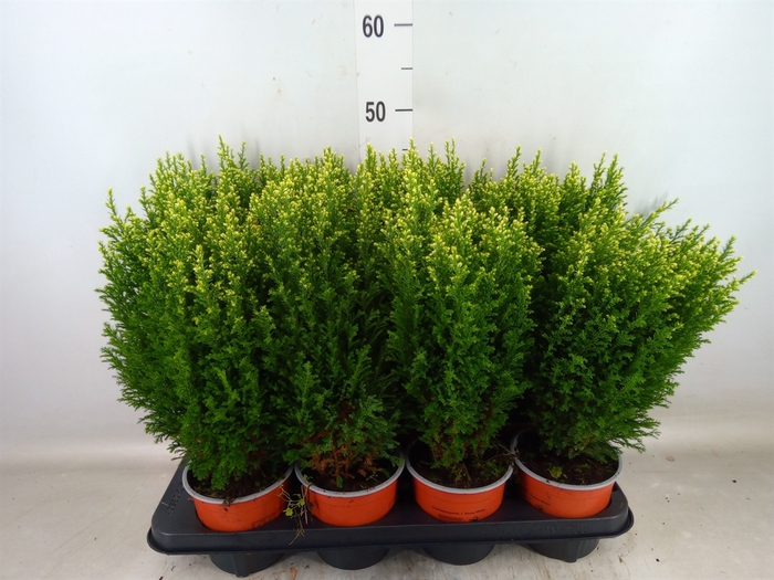 <h4>Chamaecyparis laws. 'Snow White'</h4>