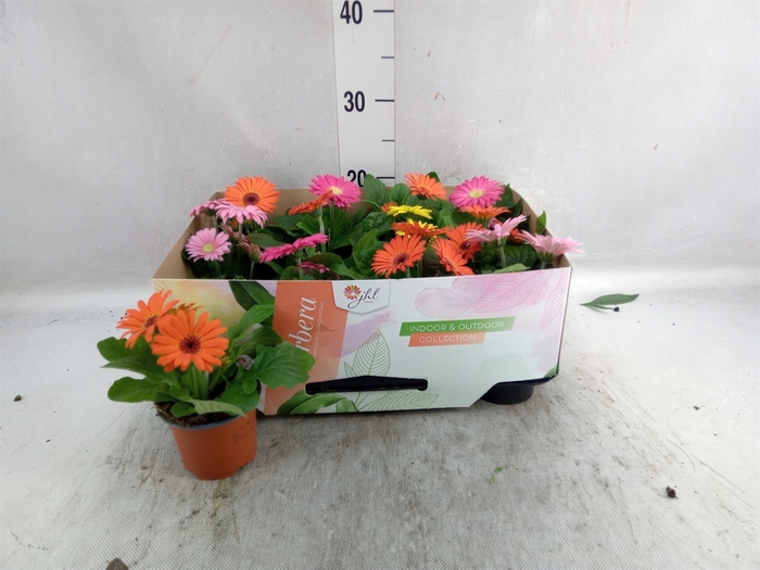 <h4>Gerbera  'Open Air'   ...mix</h4>