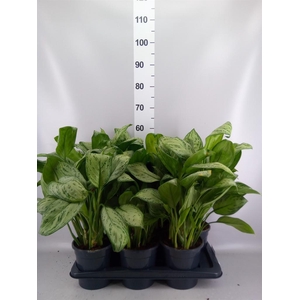 Aglaonema KB 'Maria Christina'