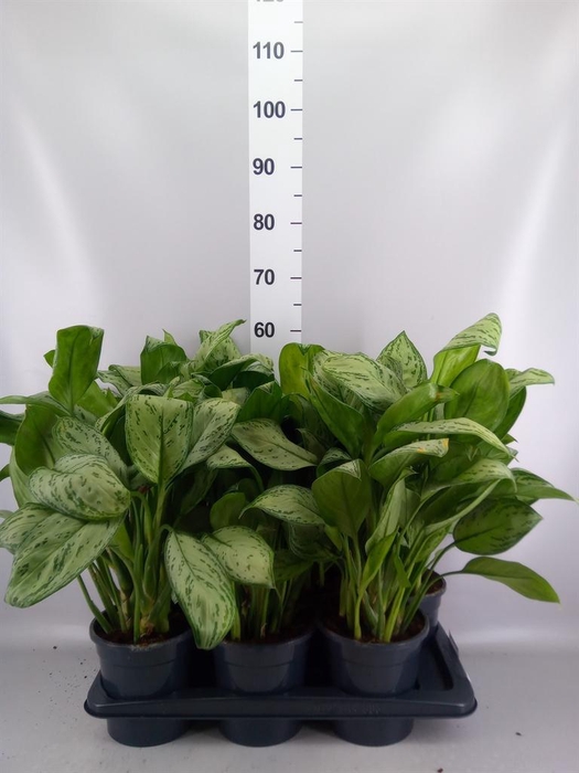 <h4>Aglaonema KB 'Maria Christina'</h4>