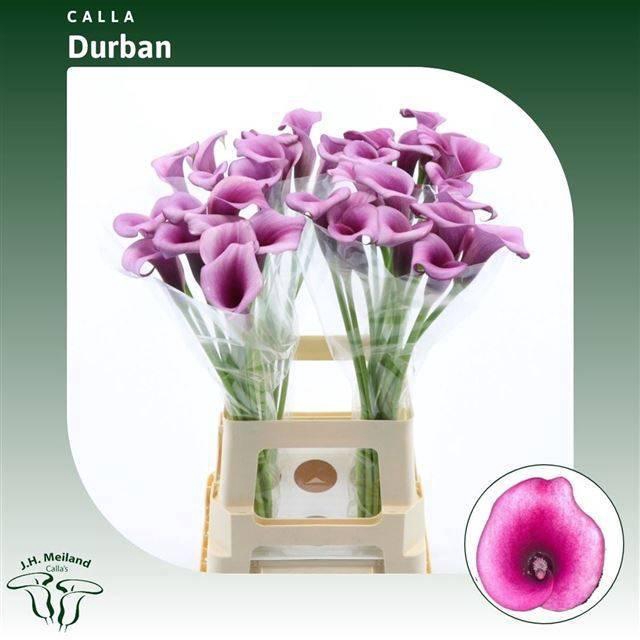 <h4>ZANT DURBAN</h4>