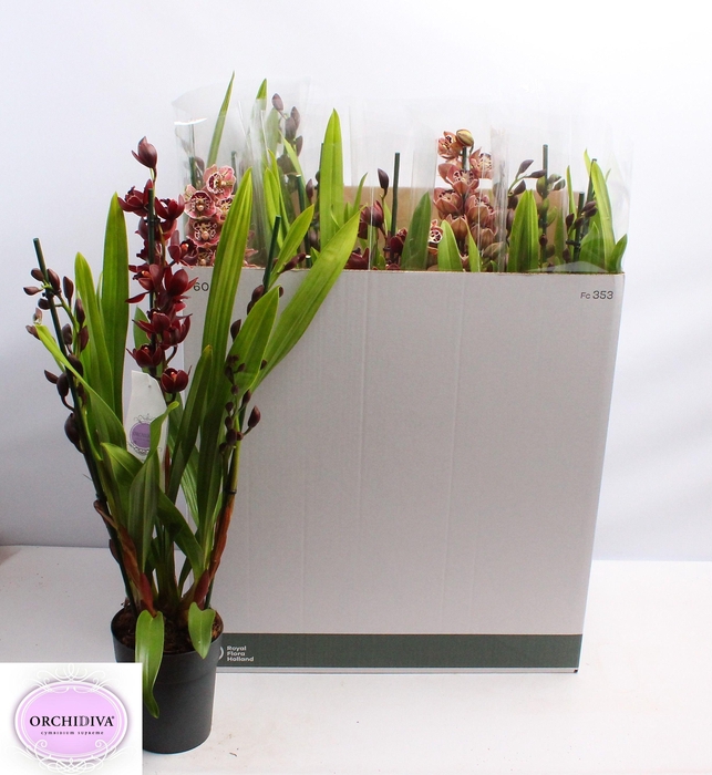 <h4>CYMB GEMENGD</h4>