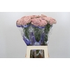 Ozothamnus Cooks Pink
