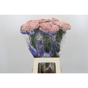 Ozothamnus Cooks Pink
