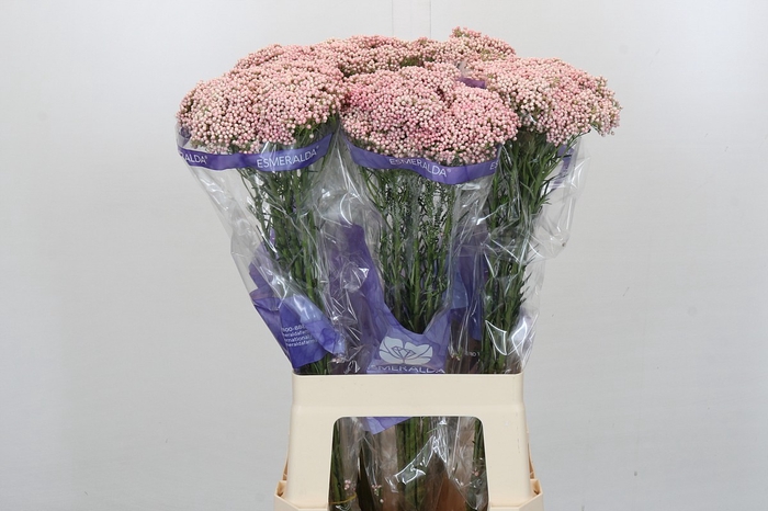 <h4>Ozothamnus Cooks Pink</h4>