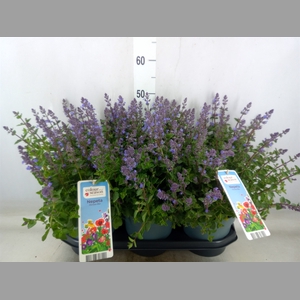 Nepeta faassenii  'Purrsian Blue'