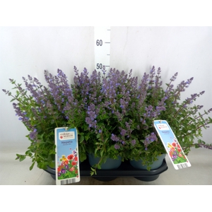 Nepeta faassenii  'Purrsian Blue'