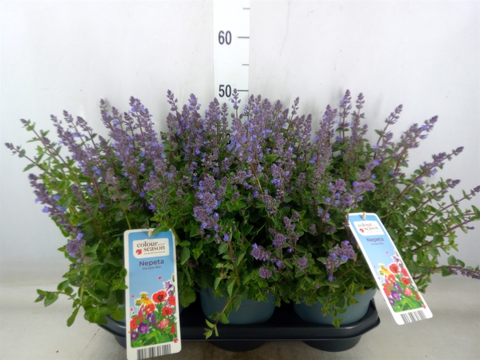 <h4>Nepeta faassenii  'Purrsian Blue'</h4>