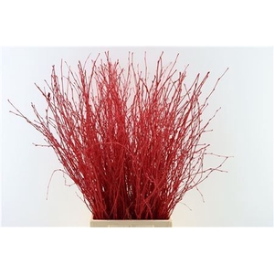 Berk 70cm Red Bunch