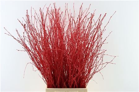 <h4>Berk 70cm Red Bunch</h4>