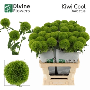 DI BARB KIWI COOL