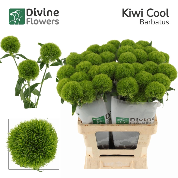 <h4>DI BARB KIWI COOL</h4>