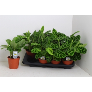 CALAT ZEBRINA