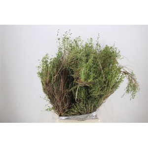 Euph Spinoza Long 500gr P Bunch