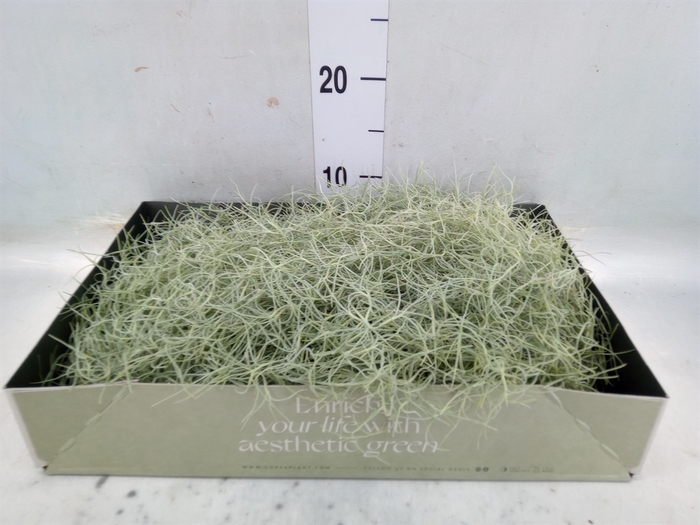 <h4>Tillandsia usneoides</h4>