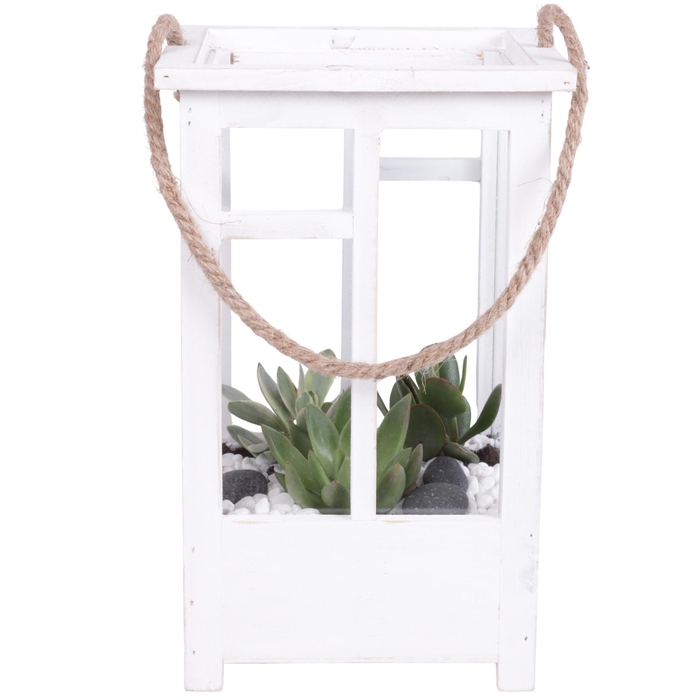 <h4>Yearround Arr. Succulent Wooden Lantern pot White mix/3 Ø19cm 2P</h4>