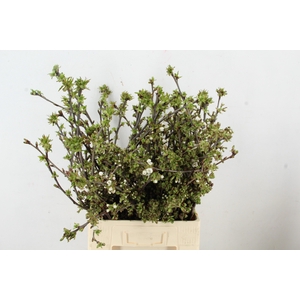 KERSENBLOESEM GROF PER STEM 065CM