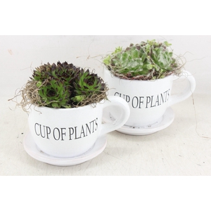 arr4 Semp JS - Cup of plants 236/6