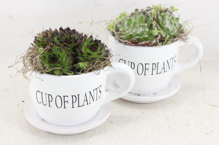 <h4>arr4 Semp JS - Cup of plants 236/6</h4>