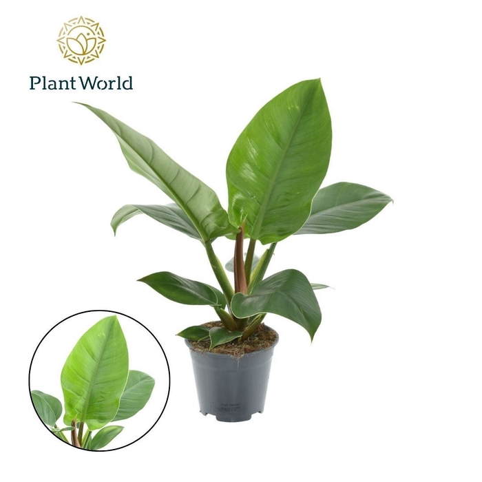 <h4>Philodendron Imperial Green</h4>