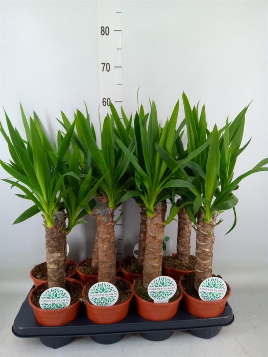 <h4>Yucca   ...</h4>