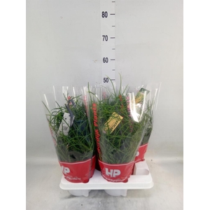 Rhipsalis floccosa