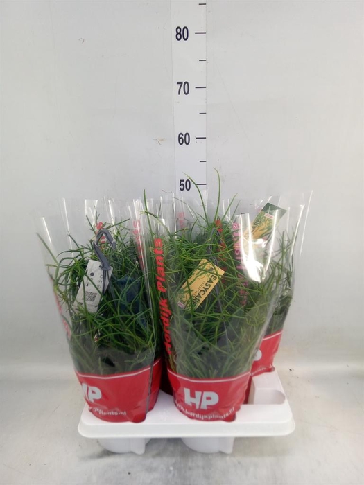 <h4>Rhipsalis floccosa</h4>