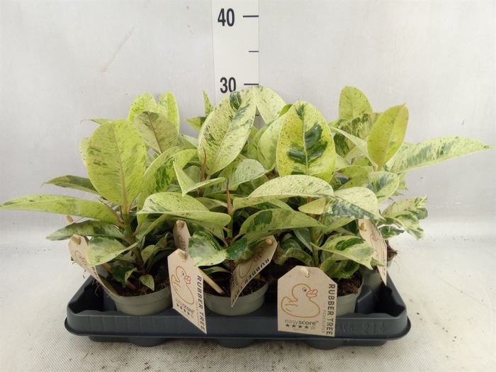 <h4>Ficus elastica   ...</h4>