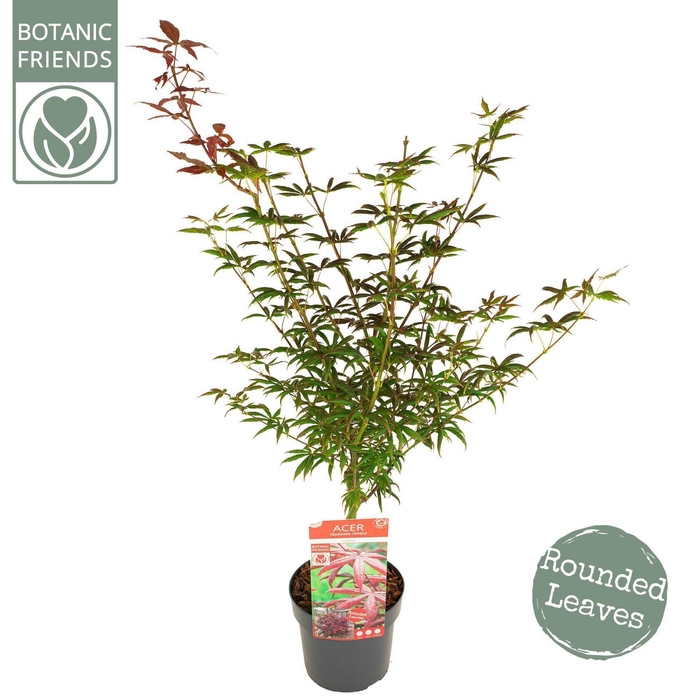 <h4>Acer palmatum</h4>