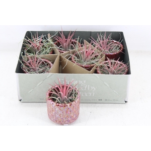 arr3 CP - Diamond red pot