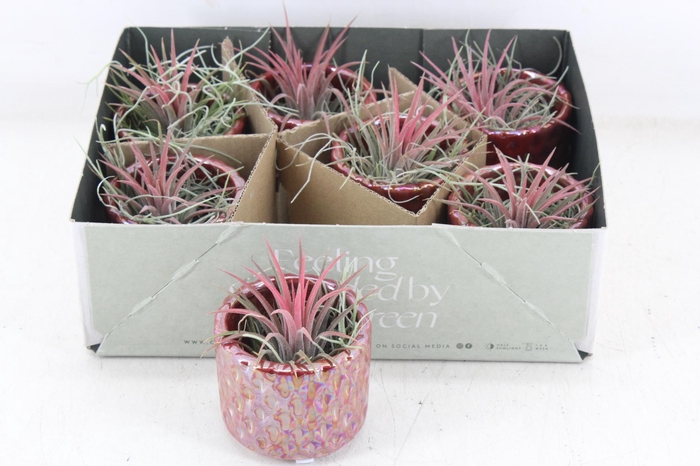 <h4>arr3 CP - Diamond red pot</h4>