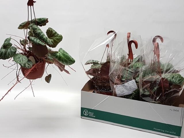 <h4>SAXI STOLONIFERA</h4>