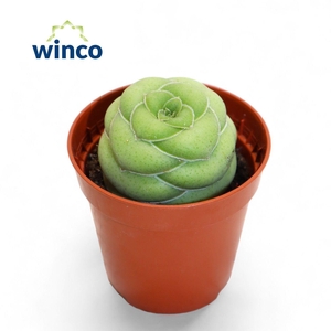 Crassula Hemisphaerica