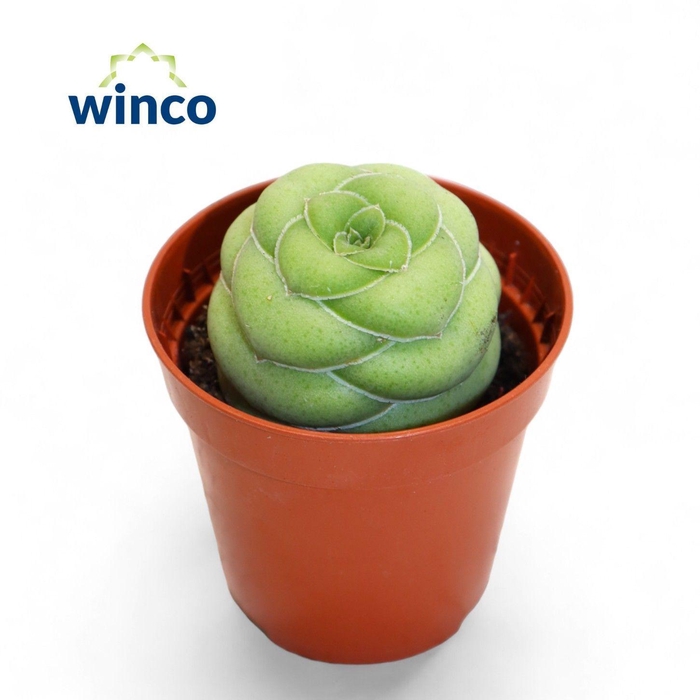 <h4>Crassula Hemisphaerica</h4>