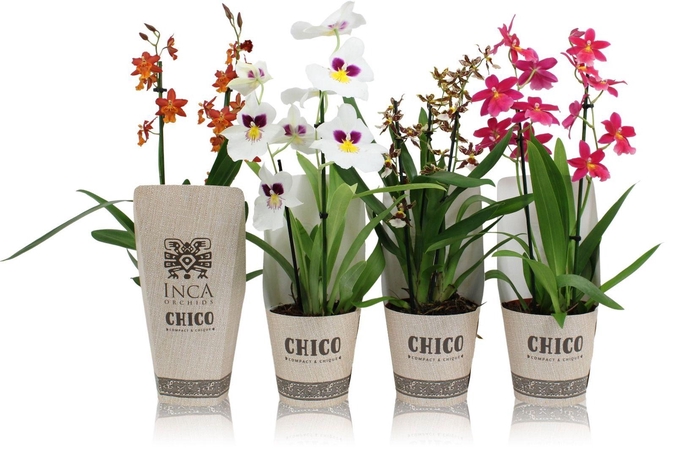 <h4>Inca Orchid mix Chico 2-3 spike</h4>
