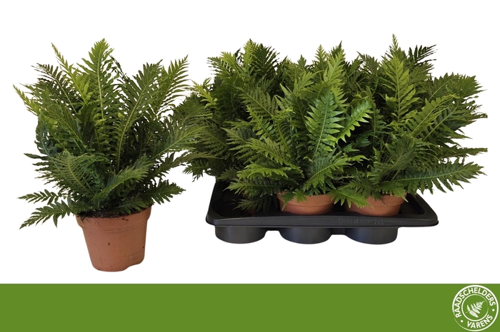 BLECHNUM SILVER LADY