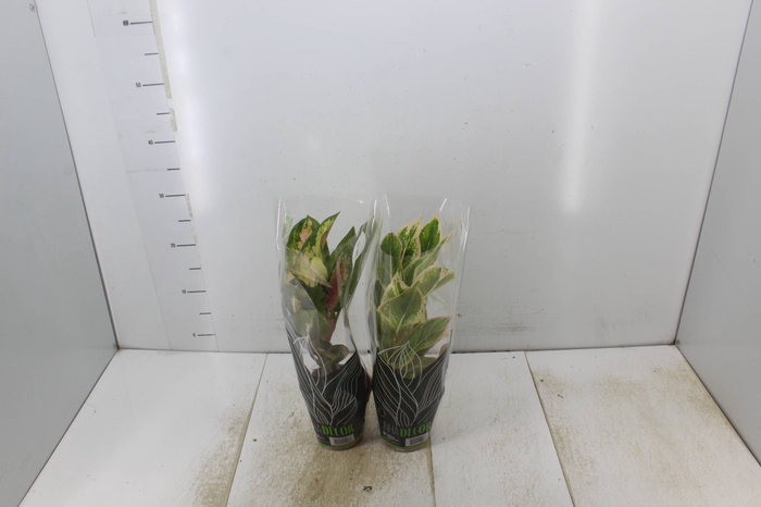 <h4>AGLAONEMA VARIADA P12</h4>