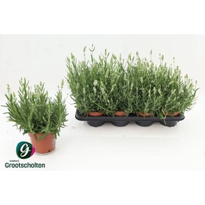 LAVANDULA ELL ICE P13