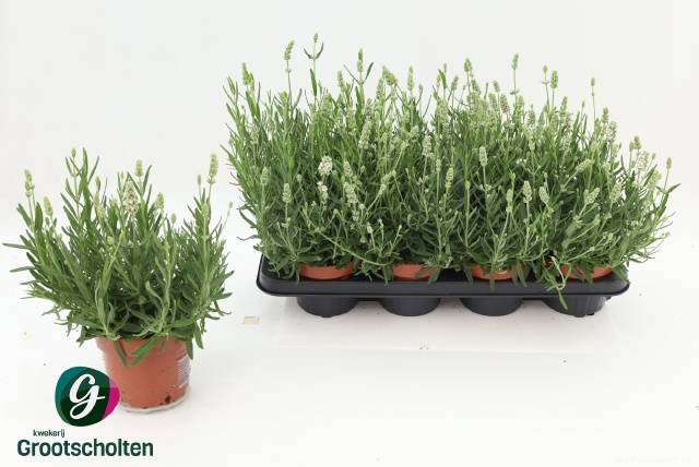 <h4>LAVANDULA ELL ICE P13</h4>