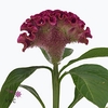 CELOSIA ARG. CR 'BAR BORA'