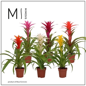 Mimesis Guzmania Suerte Cupcake - 12 cm