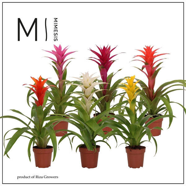 <h4>Mimesis Guzmania Suerte Cupcake - 12 cm</h4>