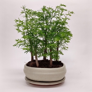 Metasequoia Forest Oval 16 cm