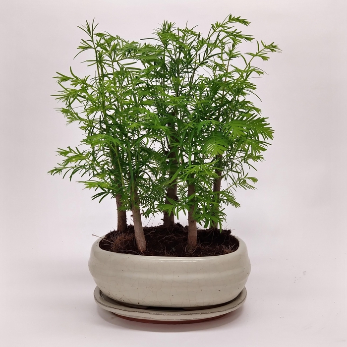 <h4>Metasequoia Forest Oval 16 cm</h4>