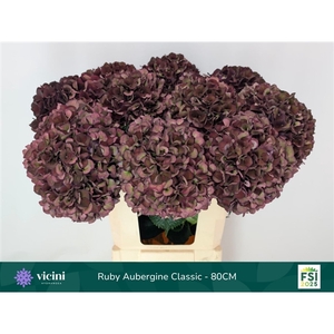 Hydr Ruby Aubergine Classic 80 cm Vicini